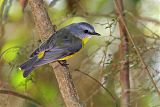 Eastern Yellow Robin